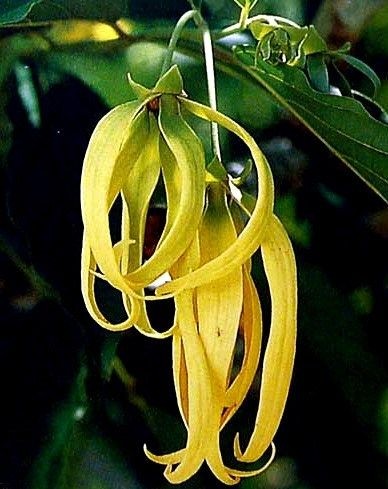 Huile aromatique Ylang Ylang