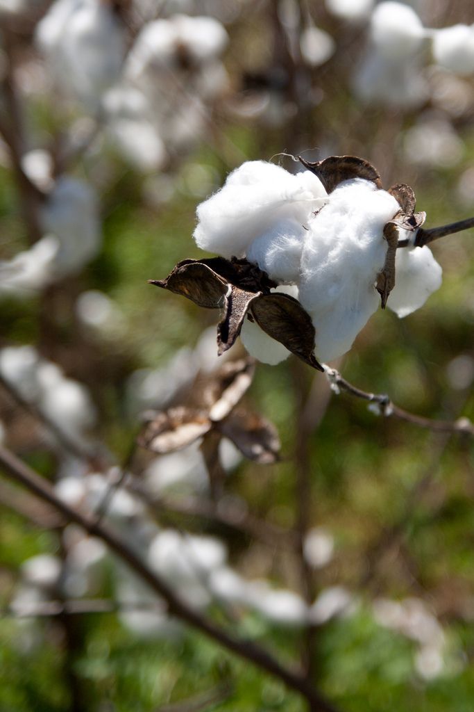 Huile aromatique Fleur de coton