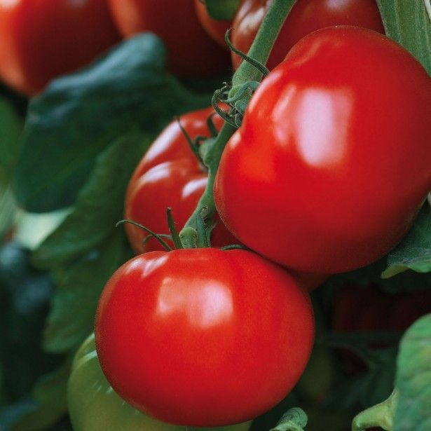 Fragrance Tomate du jardin