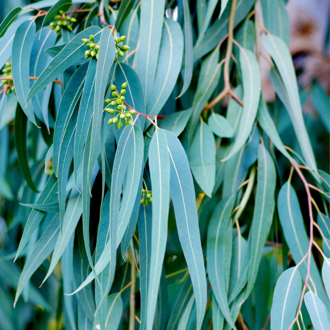 Huile essentielle Eucalyptus Radiata