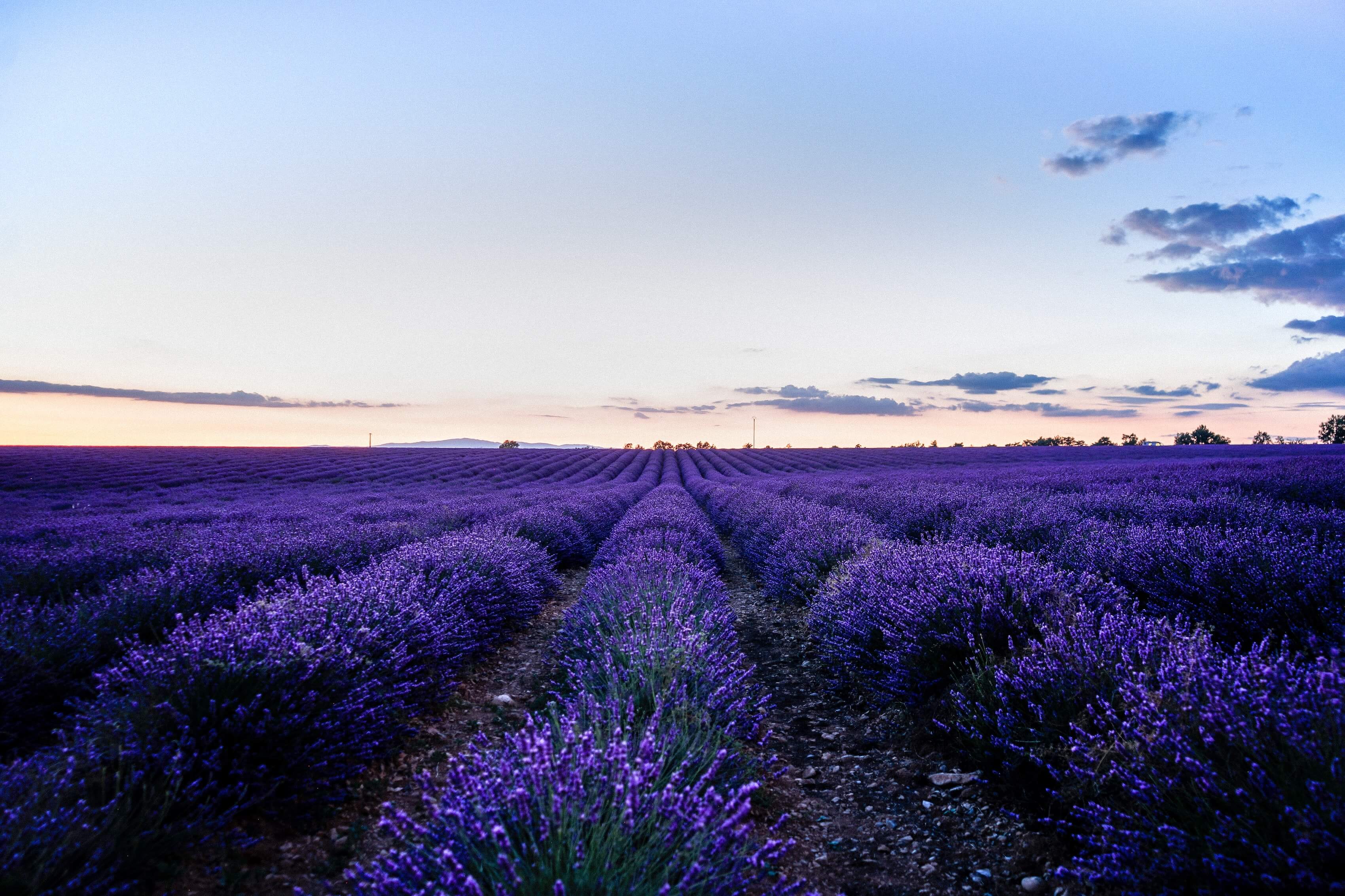 Lavande des champs fragrance