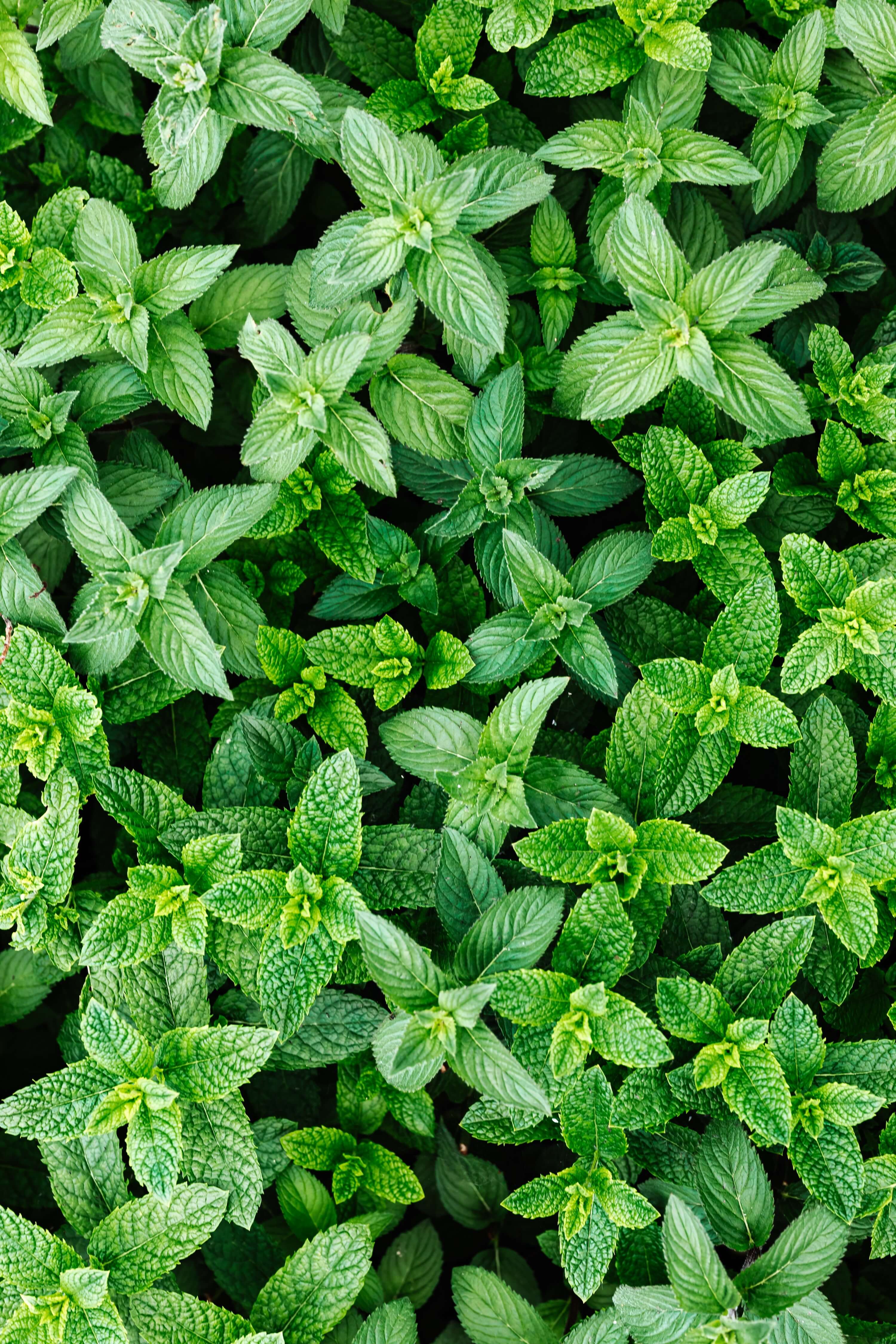 Saveur naturelle de Menthe, feuille de menthe fraîche